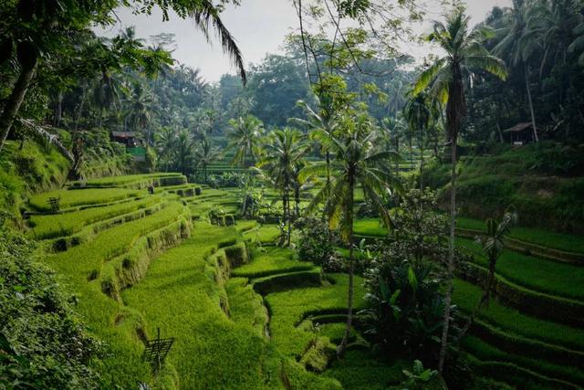 Morning view on the lovely Tegelalang rice terrace in Bali